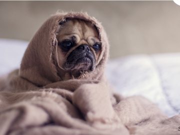 ¿Qué dice la ley sobre prohibir mascotas en un piso de alquiler?