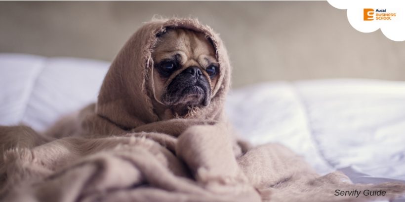 ¿Qué dice la ley sobre prohibir mascotas en un piso de alquiler?