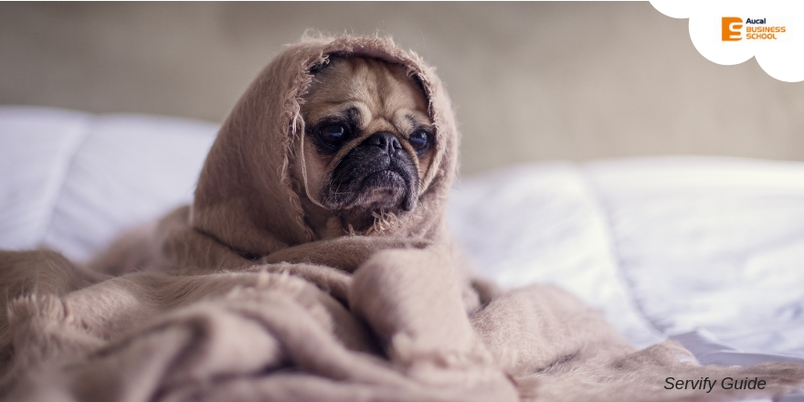 AUCAL Bussines School Blog educacion ¿Es legal prohibir mascotas en un piso de alquiler?